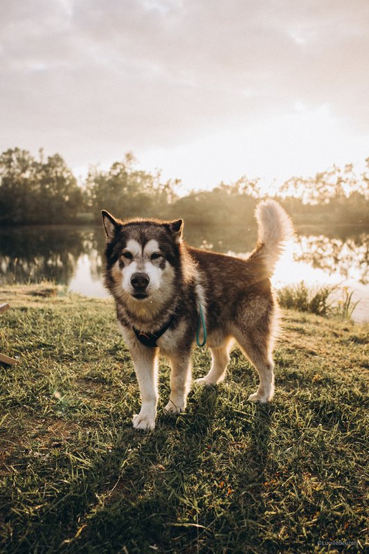 L'Etang des P'tits Plaisirs -Refuge en nature 2 à Villeneuve-La-Guyard (29)