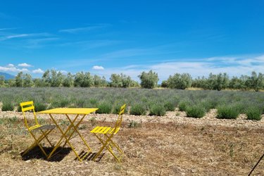 Les Lavandes à Valensole (4)