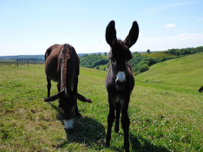Domaine AbracadaRoom : La Ferme du Hitton Gers - Un Lit au Pré ( à supprimer) - Image 6