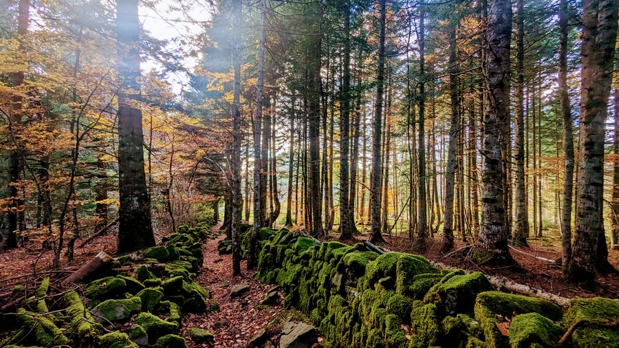 Hébergement AbracadaRoom : La Bulle de Pierre avec Spa privatif - Ecolodge au milieu des volcans - Image 20