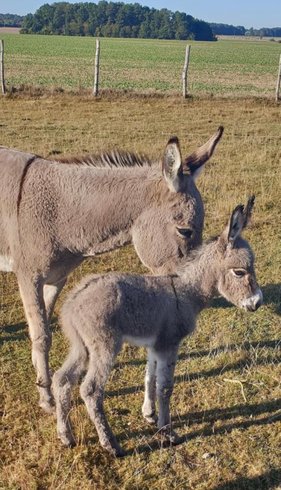 Domaine AbracadaRoom : Caraferme et compagnie - Image 13