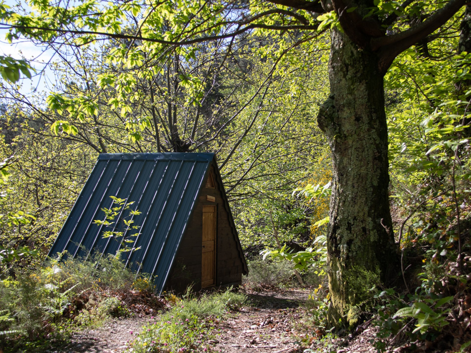 La Cabane Forestière