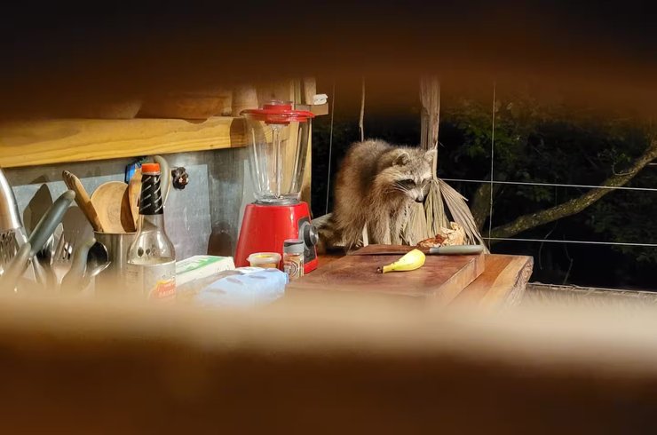 Hébergement AbracadaRoom : Ti Kabane Kaz Zion dans les arbres - Image 10