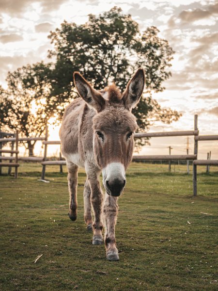 Hébergement AbracadaRoom : Les alpagas du clos - Image 21