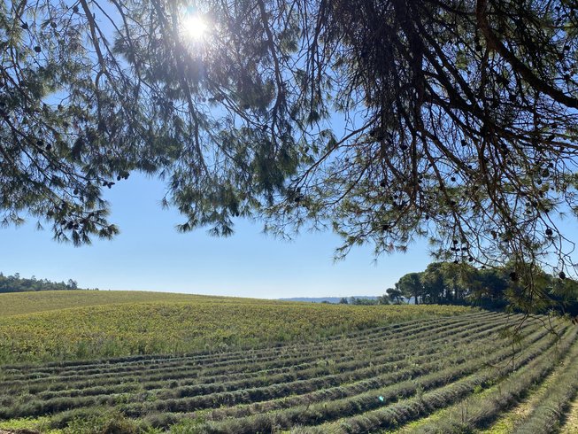 Hébergement AbracadaRoom : La Ruche aux Vins mille Senteurs - Terres du Sud - Image 16