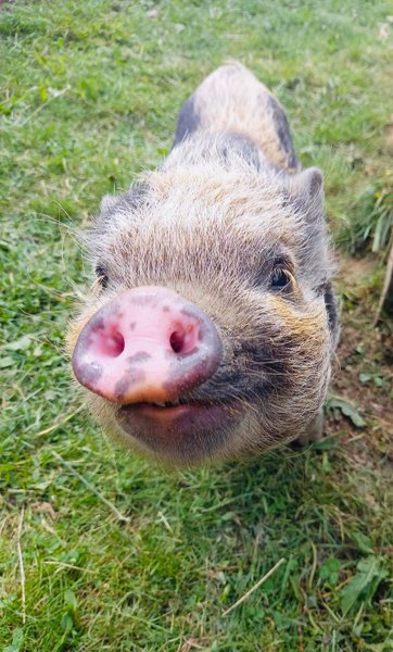 Domaine AbracadaRoom : Camping de l’Étang du Pays Blanc - Image 12