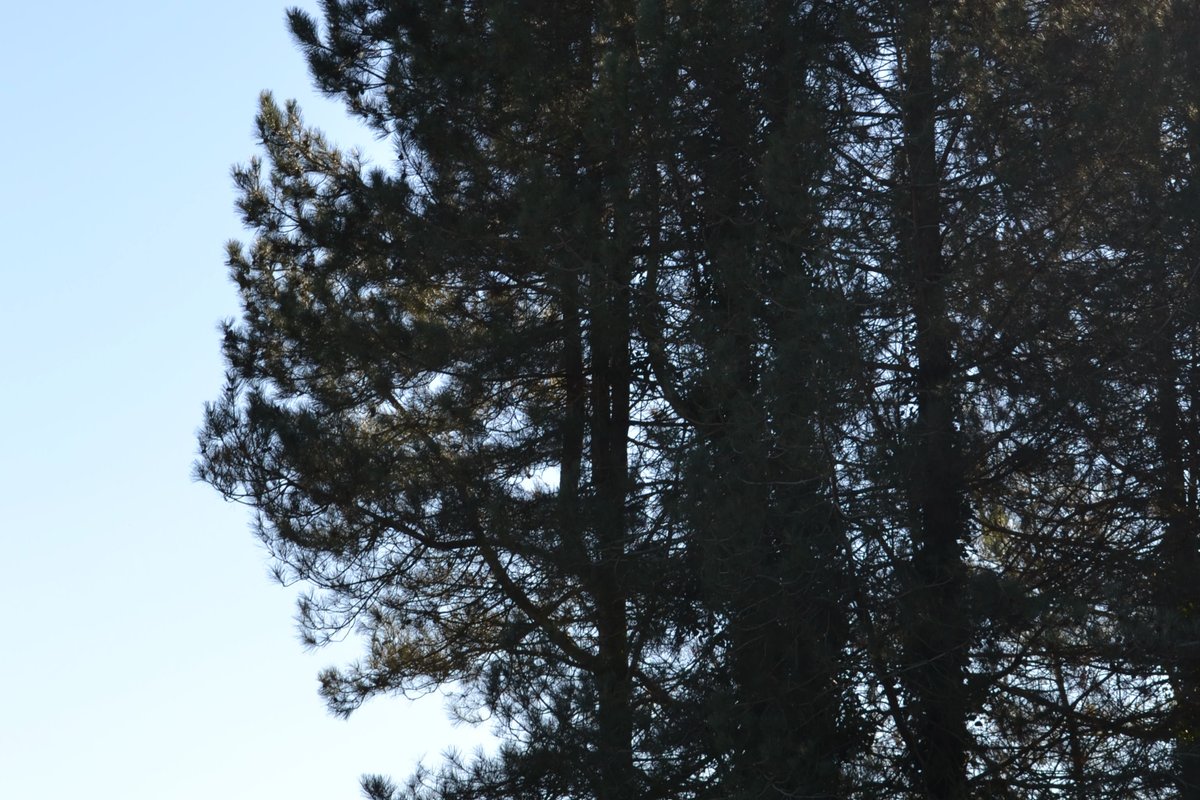 Cabane de l'Ecureuil & Bain nordique à Le Controis-En-Sologne (7)