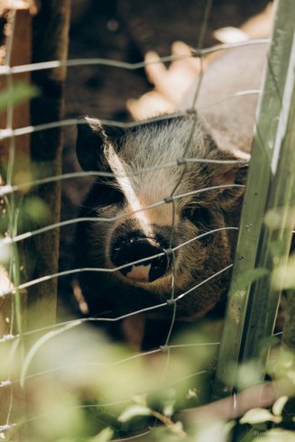 Domaine AbracadaRoom : Homnest (Villeneuve) - Image 25