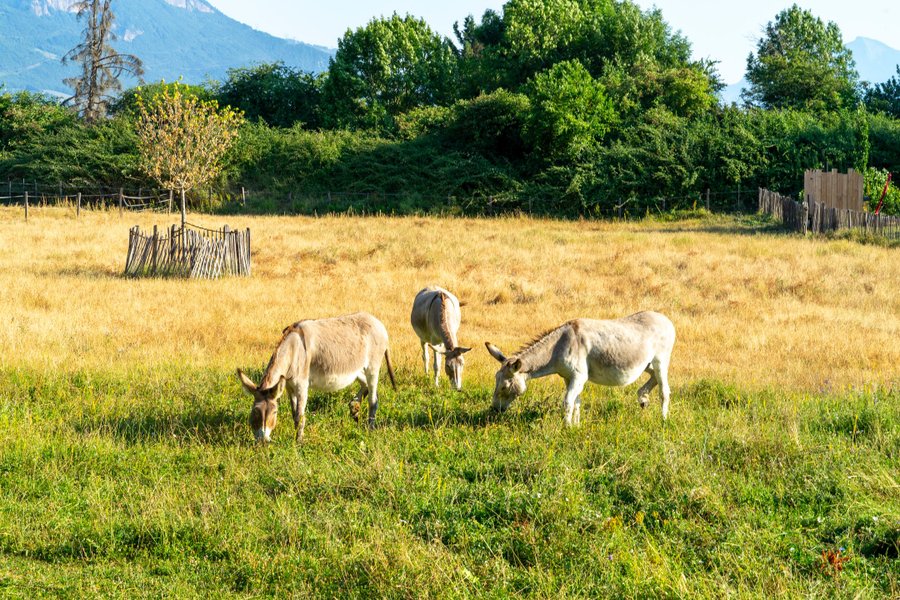 Domaine AbracadaRoom : Maison d'hôtes de la Santon - Image 1
