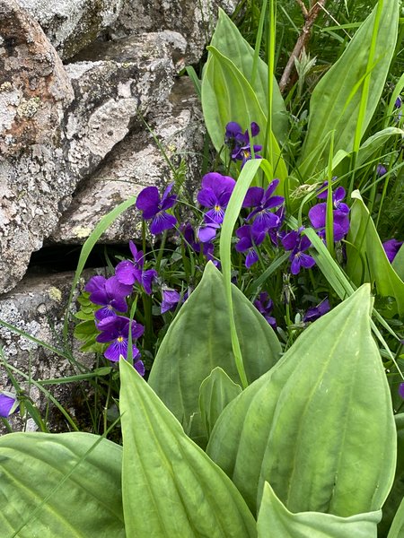 Hébergement AbracadaRoom : Buron Cœur d’Aubrac - Image 17