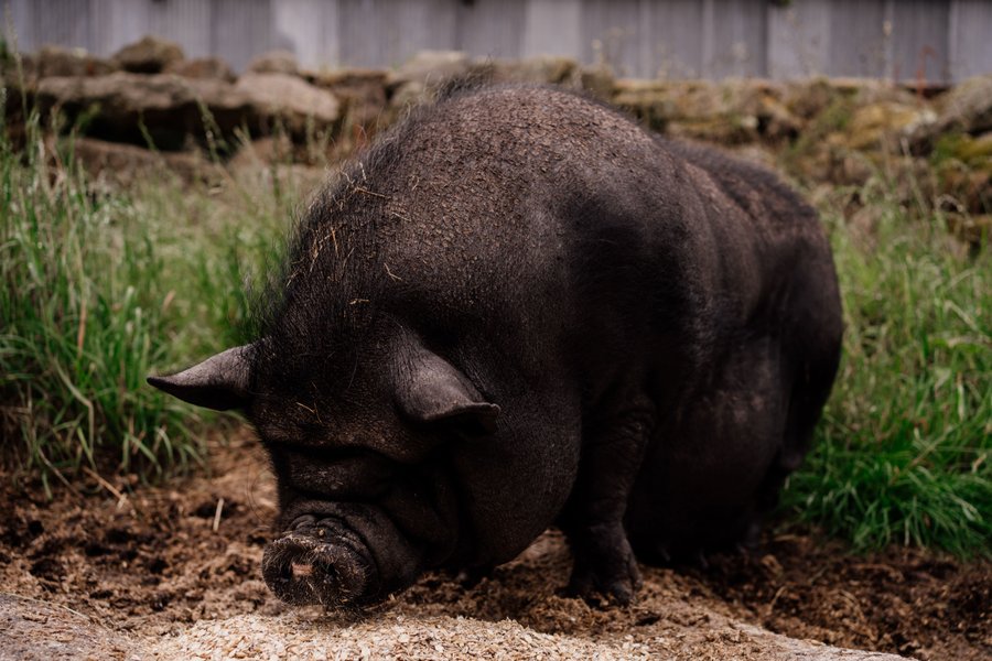 Domaine AbracadaRoom : Un Lit Au Pré -  La ferme de Penquelen - Image 19