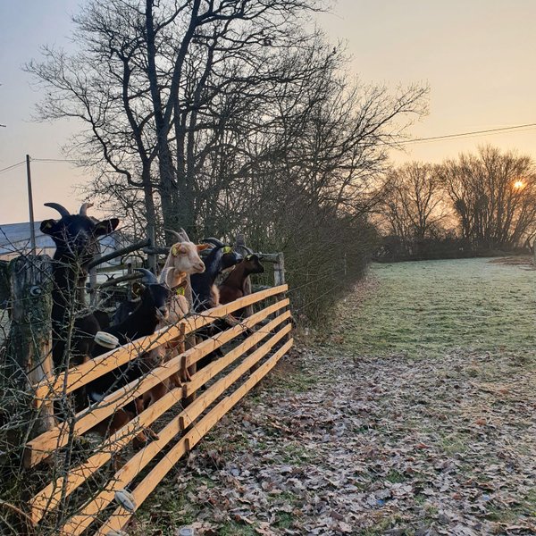 Hébergement AbracadaRoom : Tiny House La Chèvrerie proche de Montargis - 1h de Paris ! - Image 23