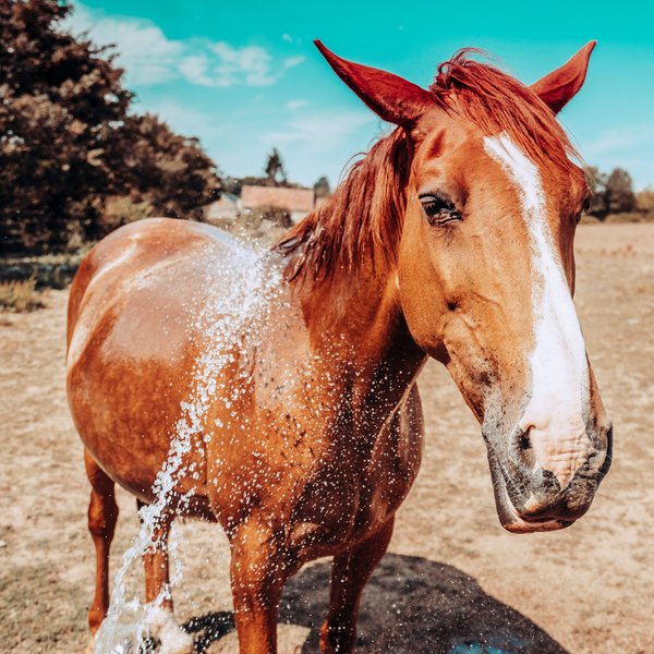 Domaine AbracadaRoom : La Ferme Des Épis - Image 6