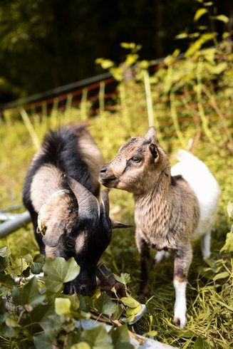 Domaine AbracadaRoom : Le Perchoir des Pyrénées - Image 3