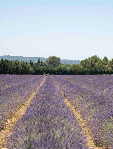 Hébergement AbracadaRoom : La Bulle du Lavandin - Image 14