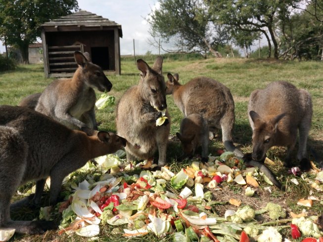Hébergement AbracadaRoom : Hutte aux kangourous - Image 5