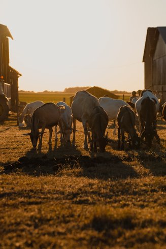 Domaine AbracadaRoom : Parcel Tiny House - en Touraine proche du Zoo de Beauval - Image 10
