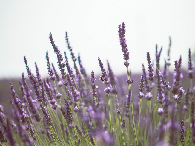 Hébergement AbracadaRoom : Les Lavandes - Image 6