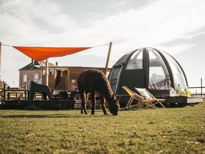 Hébergement AbracadaRoom : Les alpagas du clos - Image 2