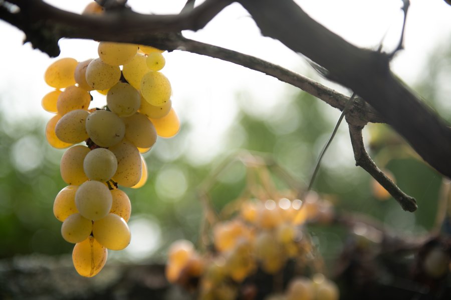 Domaine AbracadaRoom : La Jolie Longère Fleurie - Image 22