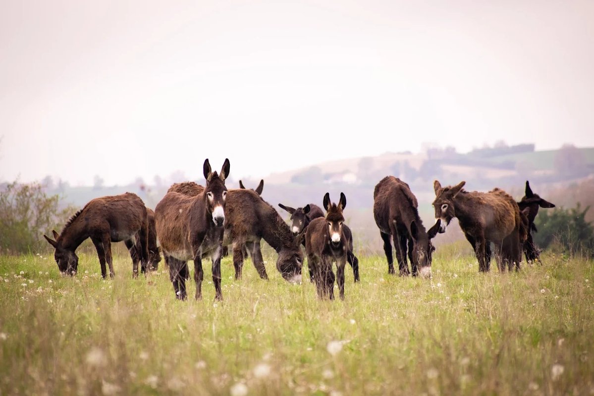 La Cabane Pyrénéenne au cœur de la ferme à Saint Ybars (18)