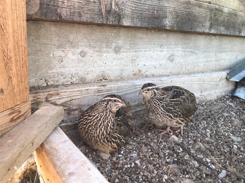 Domaine AbracadaRoom : Les Freytisses - Image 8