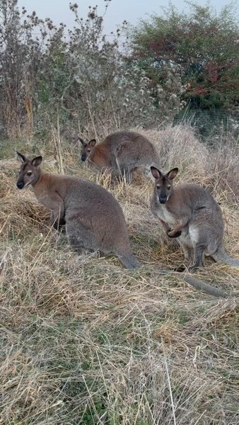 Domaine AbracadaRoom : Wallaby de Bennett'on - Image 16