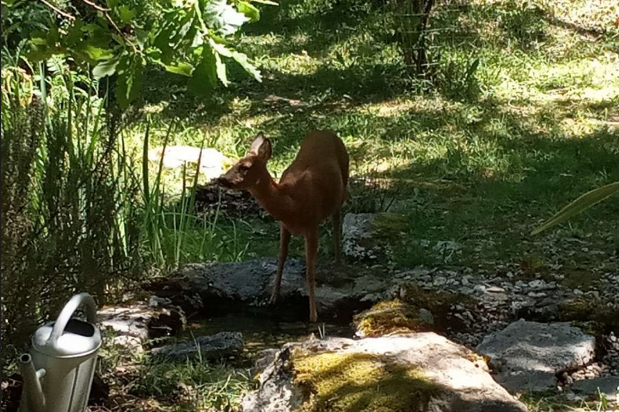 La Roulotte de l'Echappée Sauvage — photo 2