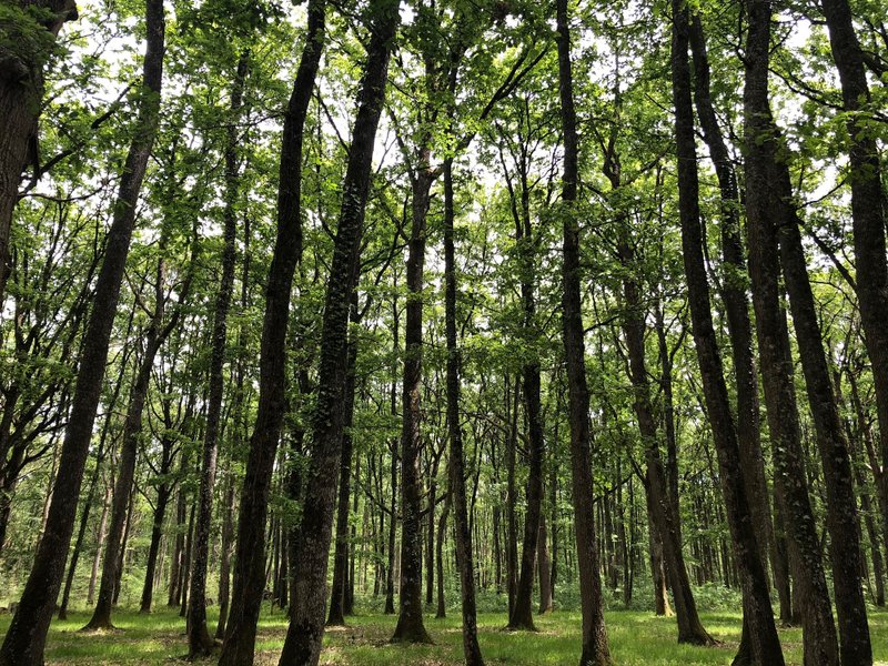 Domaine AbracadaRoom : Loire Valley Lodges - Hôtel - Image 27