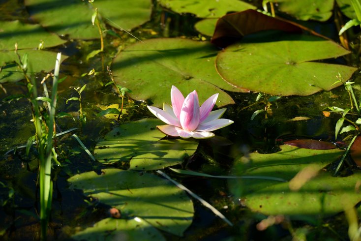 Hébergement AbracadaRoom : Lodge Nymphéa 2 - Image 5