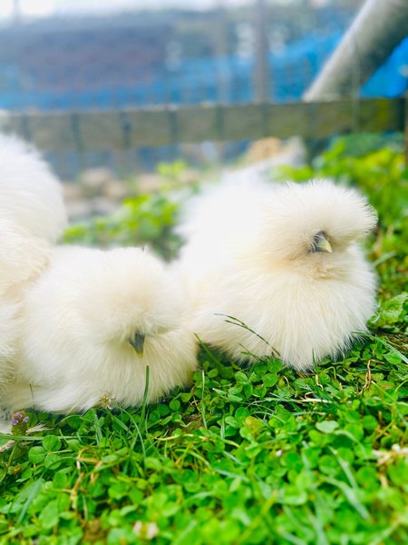 Domaine AbracadaRoom : Le Mond'Idéal - Image 13