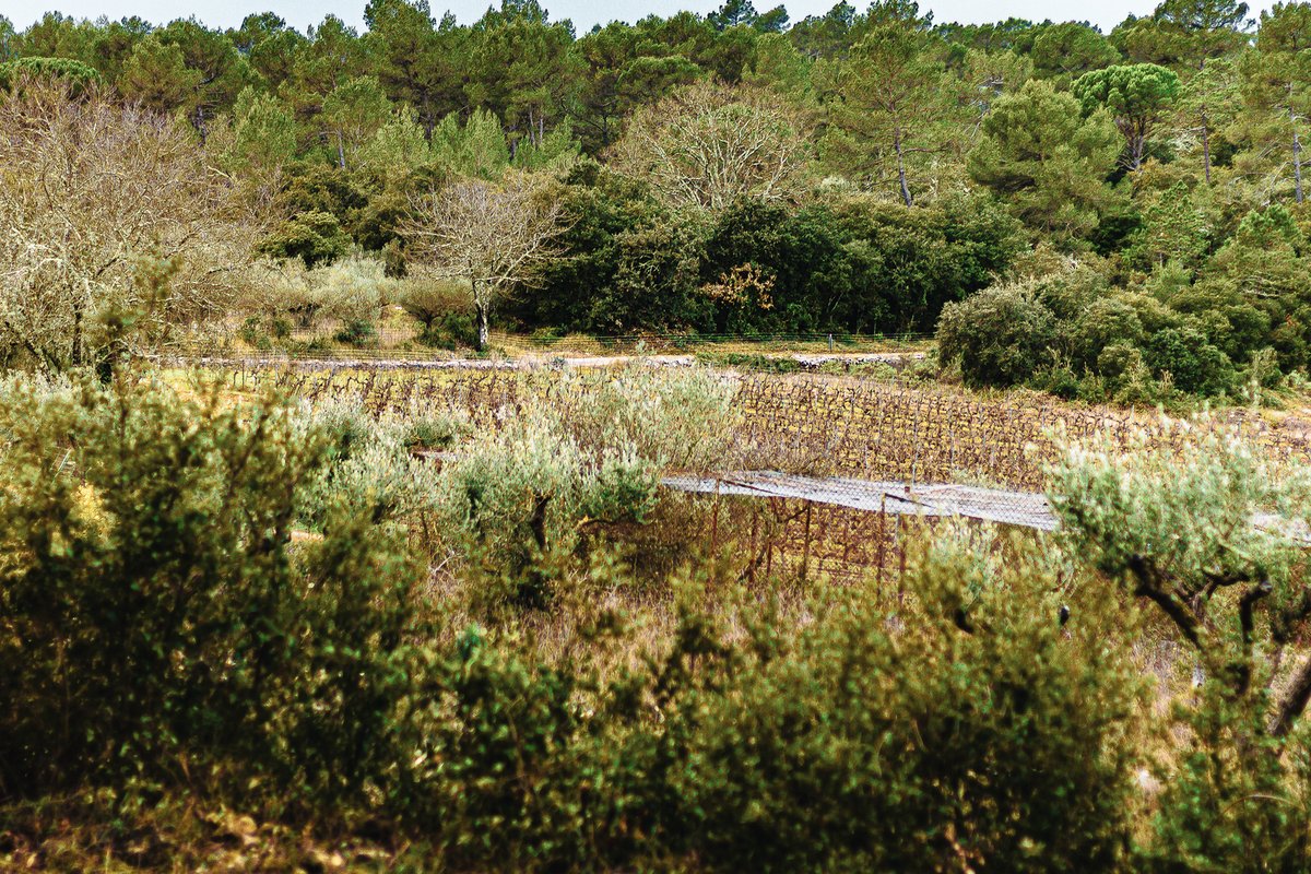 Homnest -Mélodie Provençale en Sainte-Baume à Correns (10)