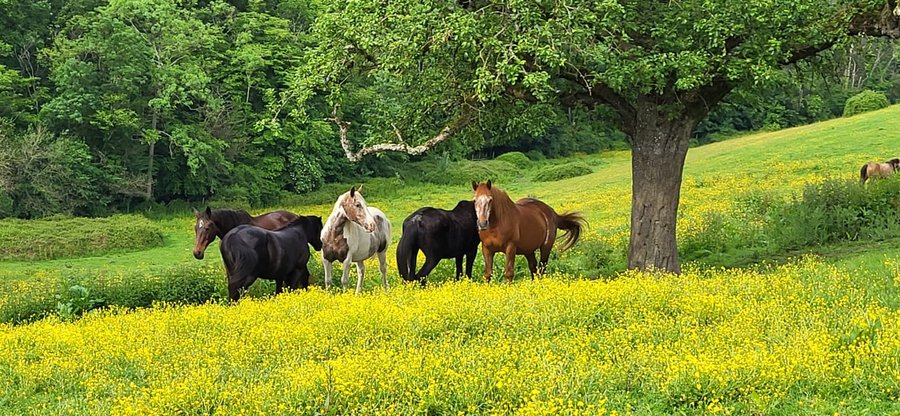 Hébergement AbracadaRoom : La Roulotte de Jane - Image 20