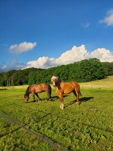 Hébergement AbracadaRoom : Parcel Tiny House - En Bourgogne - Image 9