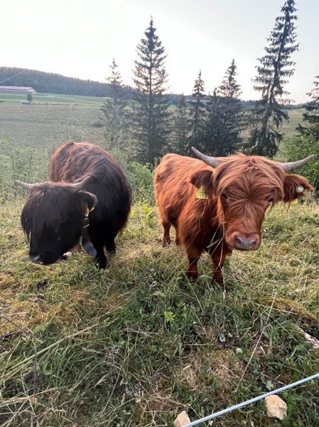 Domaine AbracadaRoom : Les Écrins du Val de Mouthe - Image 19