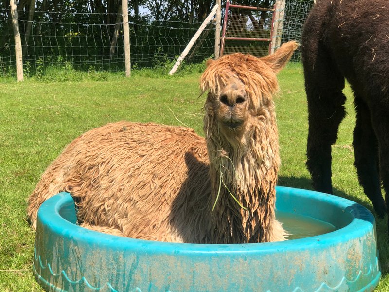 Domaine AbracadaRoom : Les alpagas du clos - Image 7