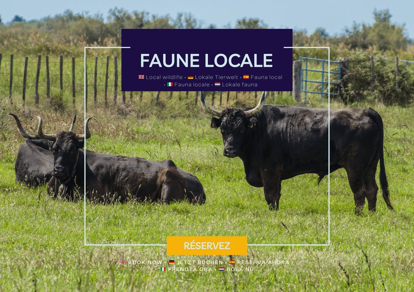 Hébergement AbracadaRoom : Houseboat Camargue - Canal du Rhône - Image 9