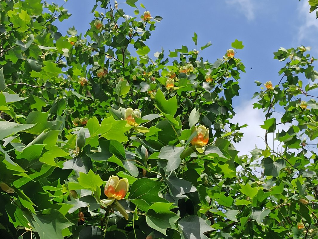 Le Bocage à Gonneville-Sur-Mer (14)