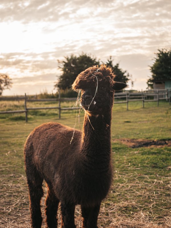Les alpagas du clos à La Cerlangue (19)