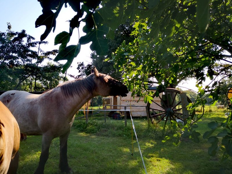 Hébergement AbracadaRoom : La Roulotte des pionniers "THE WANDERER" - Image 7
