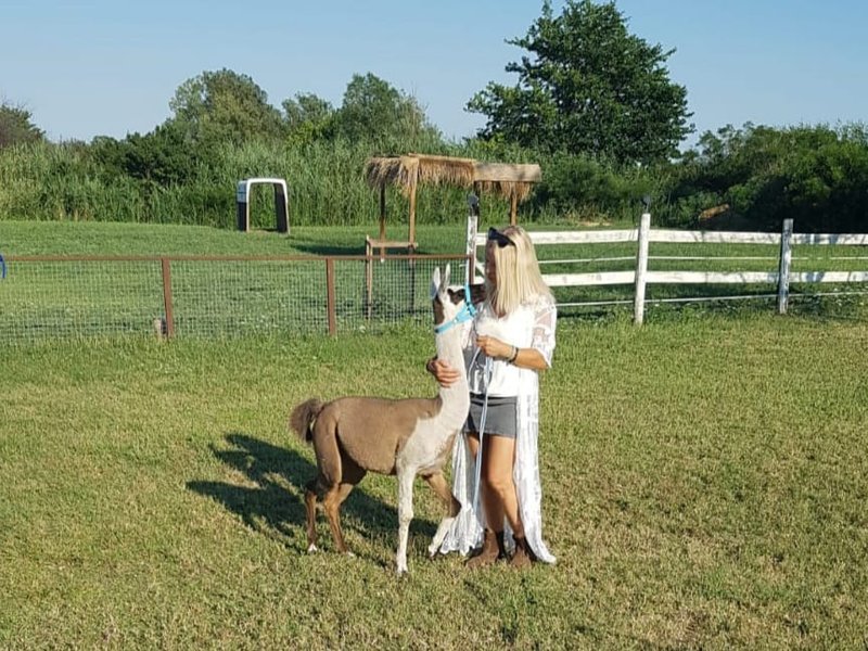 Domaine AbracadaRoom : La Ferme Pacifique Camargue - Image 2