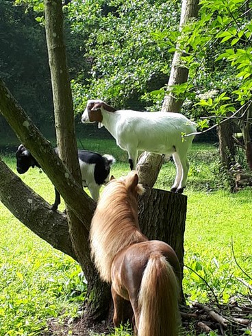 Domaine AbracadaRoom : Natur'Bulle - Image 4