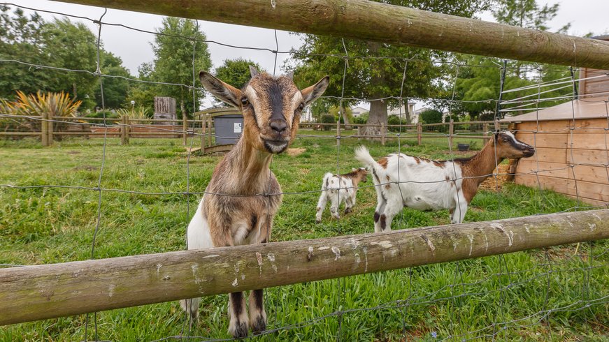 Domaine AbracadaRoom : Camping Seasonova Haliotis - Image 46