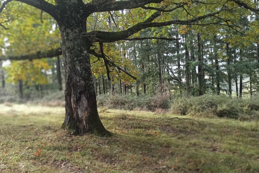 Los Arboles — photo 2