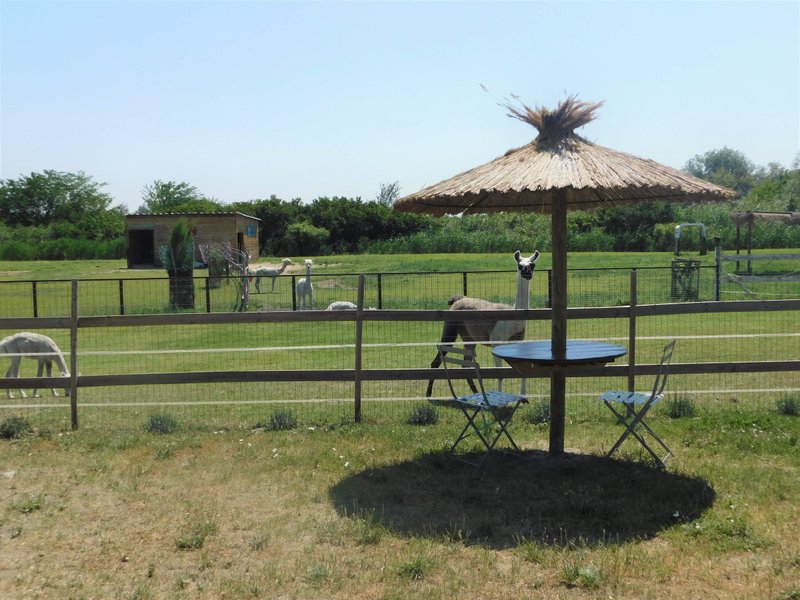 Hébergement AbracadaRoom : Roulotte Pura Vida - Image 8