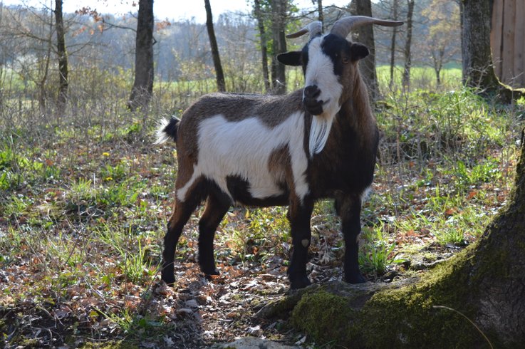 Domaine AbracadaRoom : Le Domaine des Crouquets - Image 14