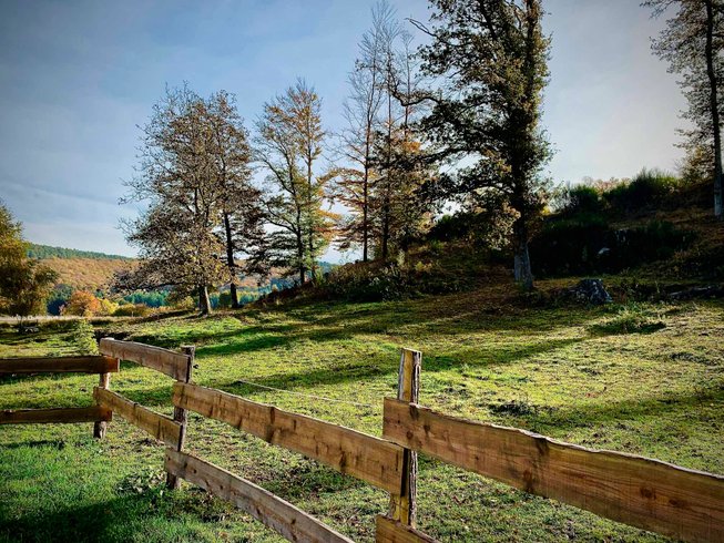 Domaine AbracadaRoom : Ma Roulotte sous les Chênes - Image 5