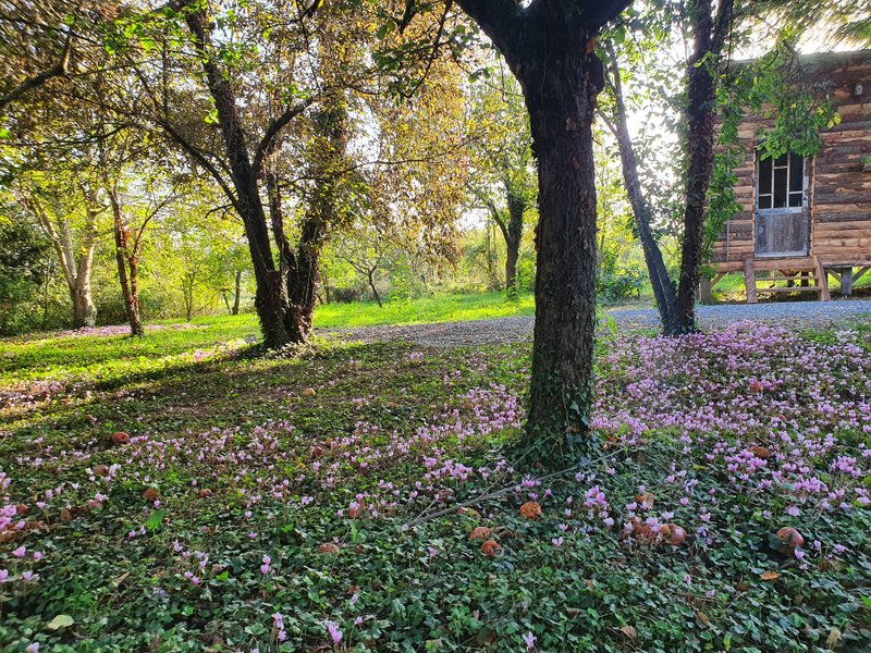 Domaine AbracadaRoom : La Kbane du verger - Image 2