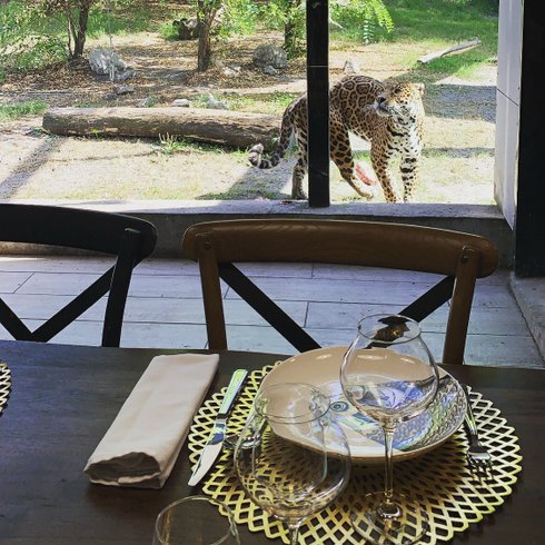 Hébergement AbracadaRoom : Lodge Jaguars & Spa & Dîner - Accès au zoo - Image 6