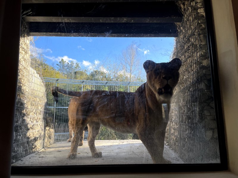 Domaine AbracadaRoom : Zoo de Bordeaux Pessac - Night expérience - Image 17